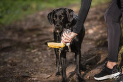 Dog Water Bottle