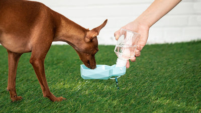 Dog Water Bottle